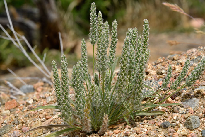 Plantago patagonica, Woolly Plantain